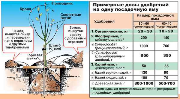 Виды и особенности внесения подкормок для груш