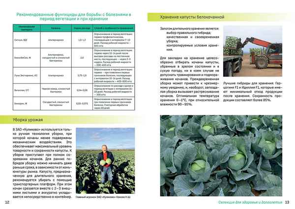 Описание и особенности выращивания кормовой капусты