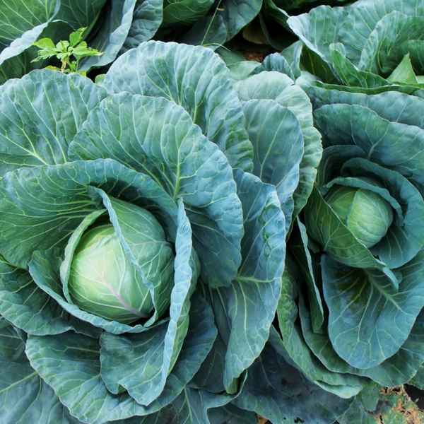 Особенности посадки и ухода за капустой Краутман