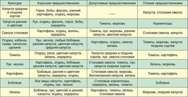 Лучшие предшественники для посадки репчатого лука