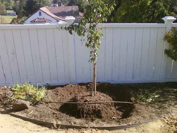 Особенности пересадки груши осенью на новое место