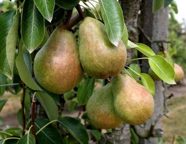 Особенности посадки и ухода за грушей Вильямс