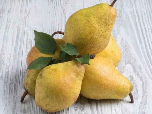 Груша Конференция и особенности её выращивания