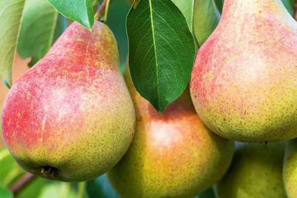 Особенности выращивания груши сорта Бере Жиффар