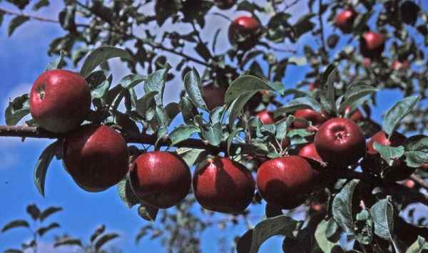 Выращивание и уход за яблоней сорта Ред Фри