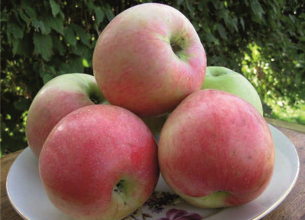 Особенности сорта яблони Солнышко