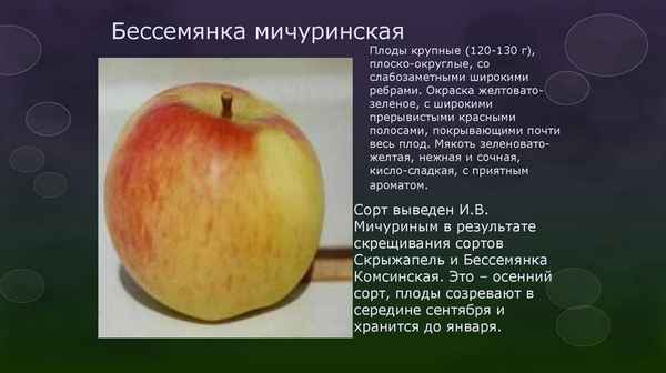 Сорт яблони Бессемянка Мичуринская: описание и подробная хаpaктеристика, правила выращивания
