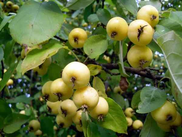 Особенности выращивания яблони Банановое и ухода за ней