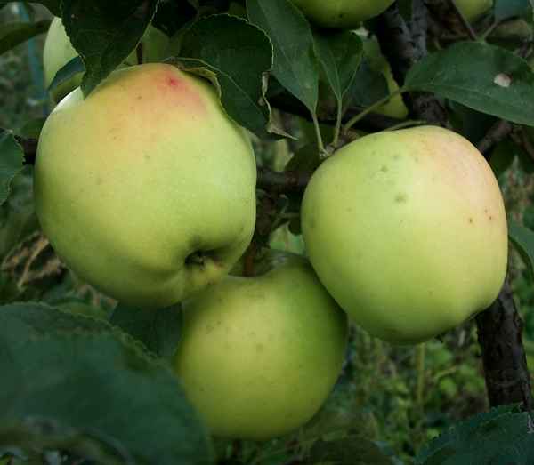 Подробная хаpaктеристика и особенности выращивания яблони Снежный кальвиль