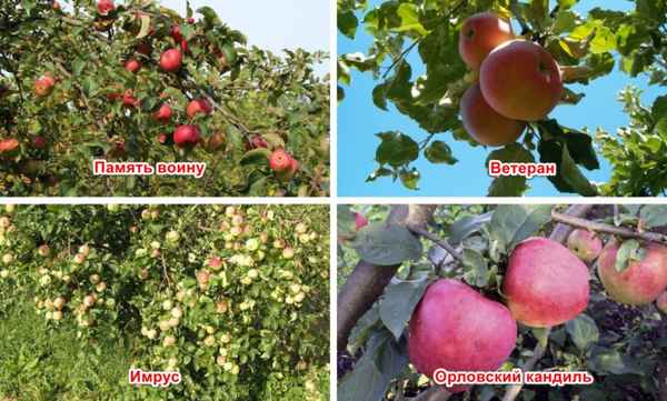 Особенности выращивания и ухода за яблоней Строевское