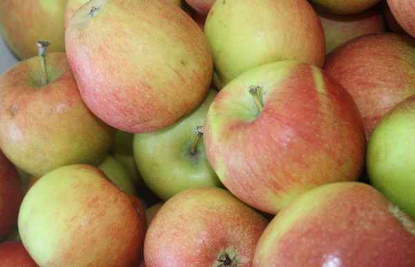 Сорт яблони Бребурн: хаpaктеристика и особенности выращивания