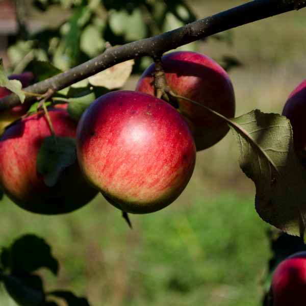Сорт яблони Осенняя радость: описание и подробная хаpaктеристика, правила выращивания