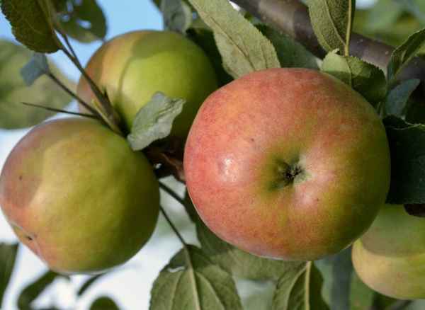 Сорт яблони Флорина: ботаническое описание и хаpaктеристика, агротехника выращивания