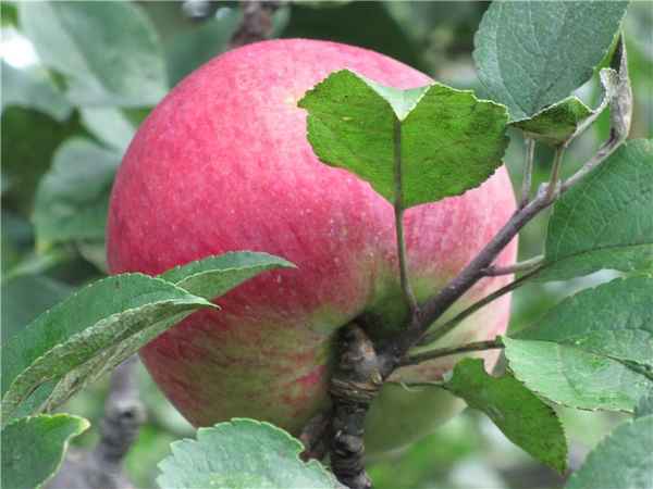 Особенности выращивания и ухода за яблоней Юный натуралист