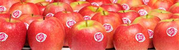 Сорт яблок Пинк Леди: ботаническое описание и условия для выращивания