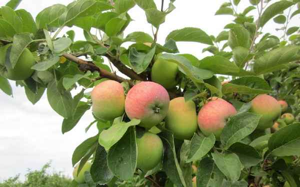 Подробная хаpaктеристика и особенности выращивания яблок Боровинка