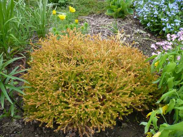 Золотой шар или туя Голден Глоб