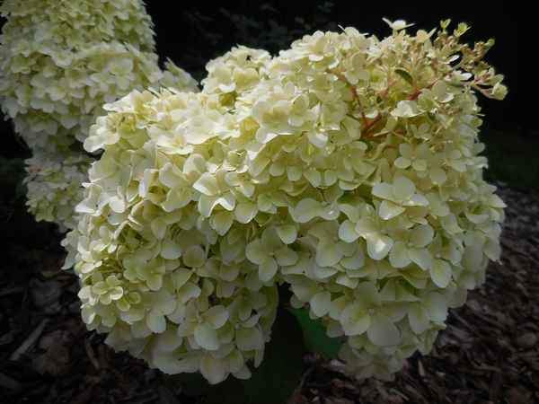 Хаpaктеристики и применение сорта гортензии Диамантино