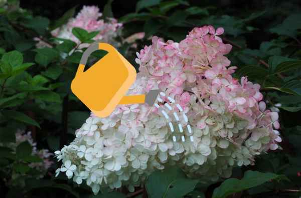 Описание и выращивание гортензии Конфетти