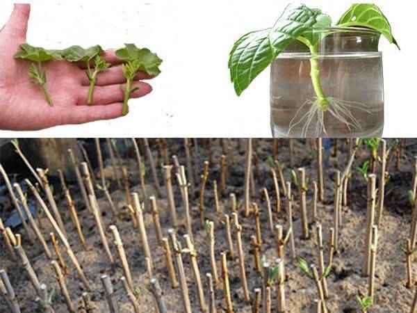 Как правильно размножать гортензию осенью