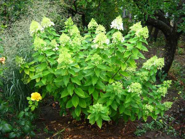 Когда и сколько цветёт гортензия метельчатая