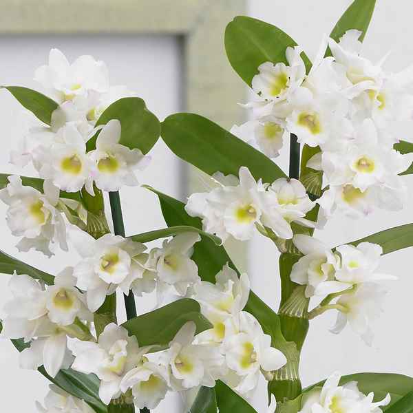 Цветок дендробиум: уход в домашних условиях