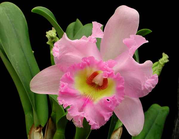 Орхидея каттлея: уход в домашних условиях