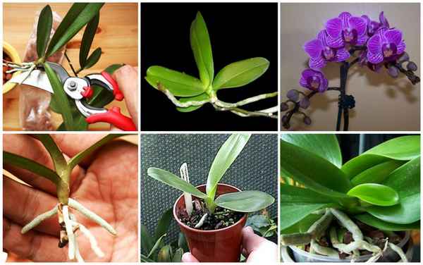 Особенности размножения фаленопсиса дома