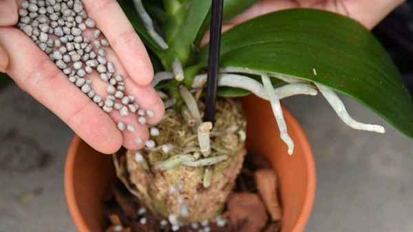 Особенности подкормки орхидеи фаленопсис