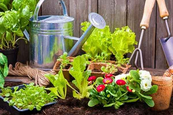 5 инструментов для выращивания здоровой рассады