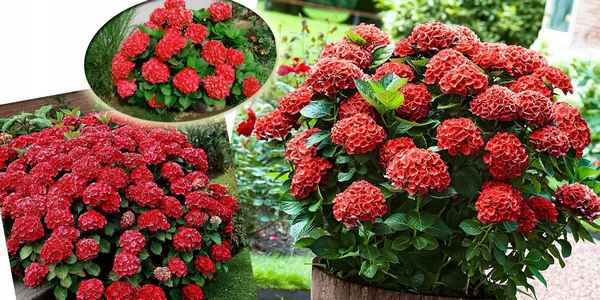 Описание гортензии Хот Ред, посадка и уход