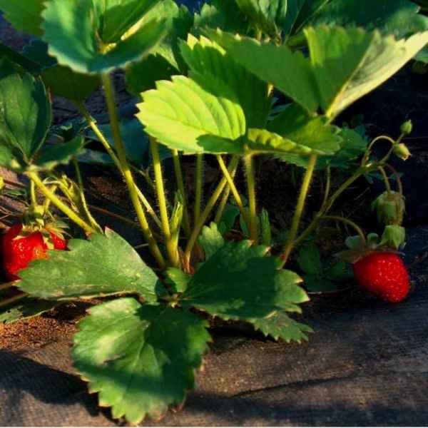 Особенности посадки и ухода за клубникой Машенька