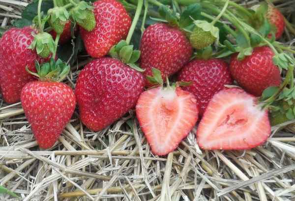 Особенности клубники Альбион