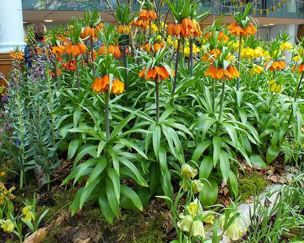 Рябчик императорский: выращивание и уход в открытом грунте