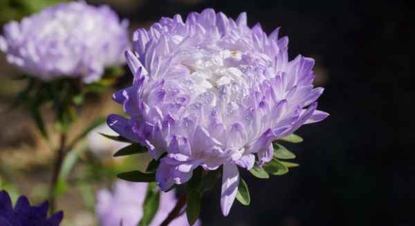 Махровые цветы: сорта однолетних астр зарубежной селекции