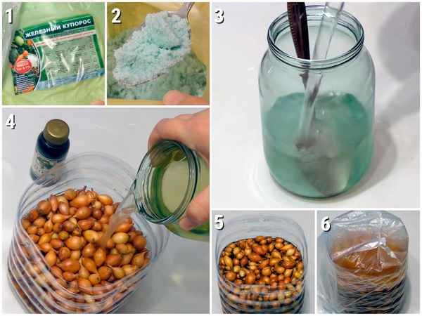 Чем обpaбатывать лук перед посадкой под зиму?