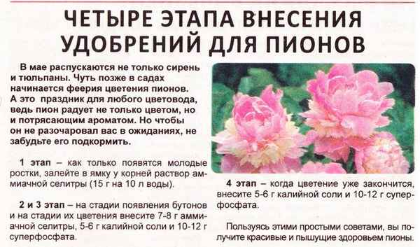 Используйте эти 5 подкормок, чтобы пионы цвели пышнее, чем у соседей