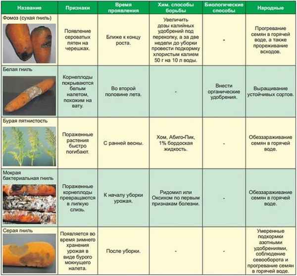 Описание и способы лечения болезней моркови