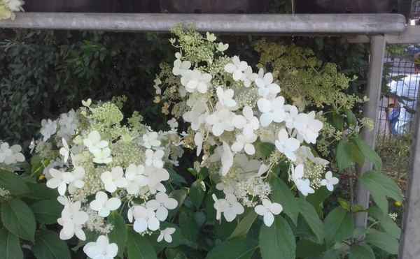 Описание и выращивание гортензии Брасселс Лейс