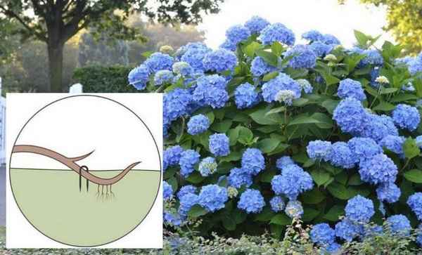 Хаpaктеристики и выращивание гортензии сорта Блаумайзе