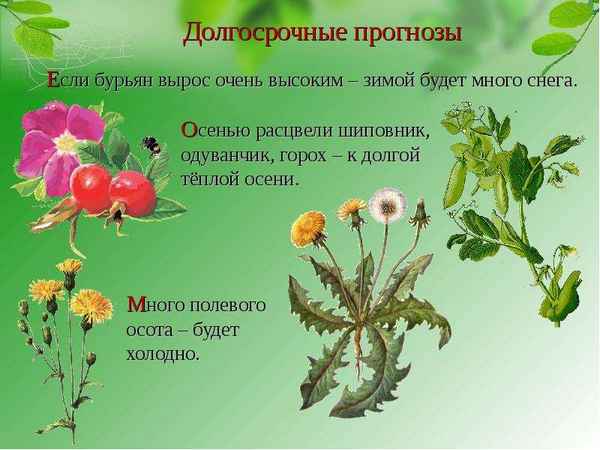 Растения-синоптики: как растения в саду предсказывают погоду