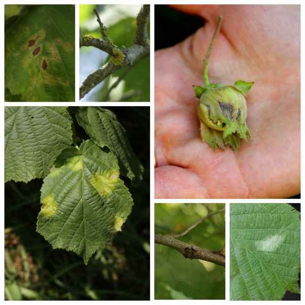 Заболевания фундука, методы борьбы