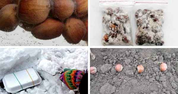 Как вырастить фундук в Сибири