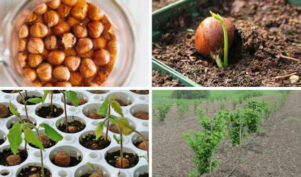Уход и выращивание фундука в домашних условиях