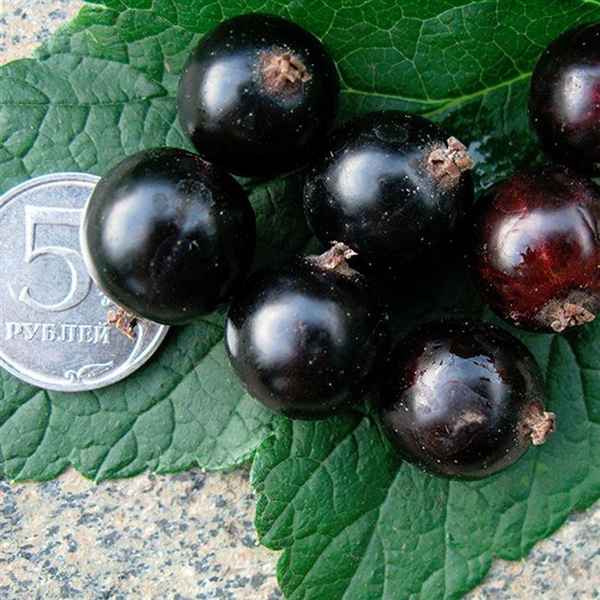 Смородина чёрная Сокровище: основные хаpaктеристики