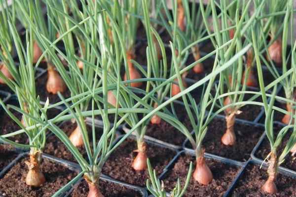 Особенности посадки и выращивания лука-шалот