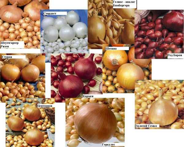 Рейтинг лучших сортов голландского лука-севка