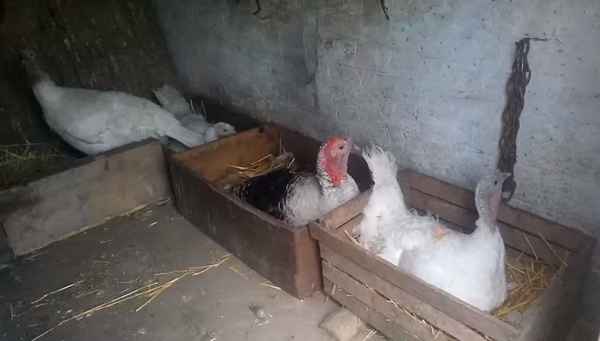 Как сделать гнездо для индюшки?