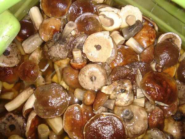 Способы засолки подосиновиков