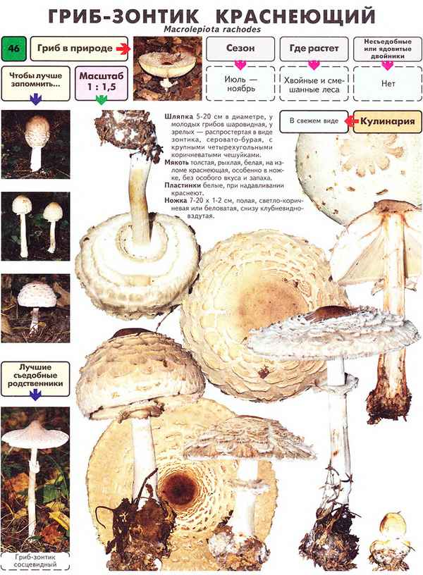 Описание и особенности применения пёстрого гриба-зонтика